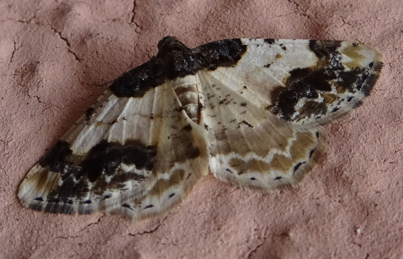 Ligdia adustata - Geometridae